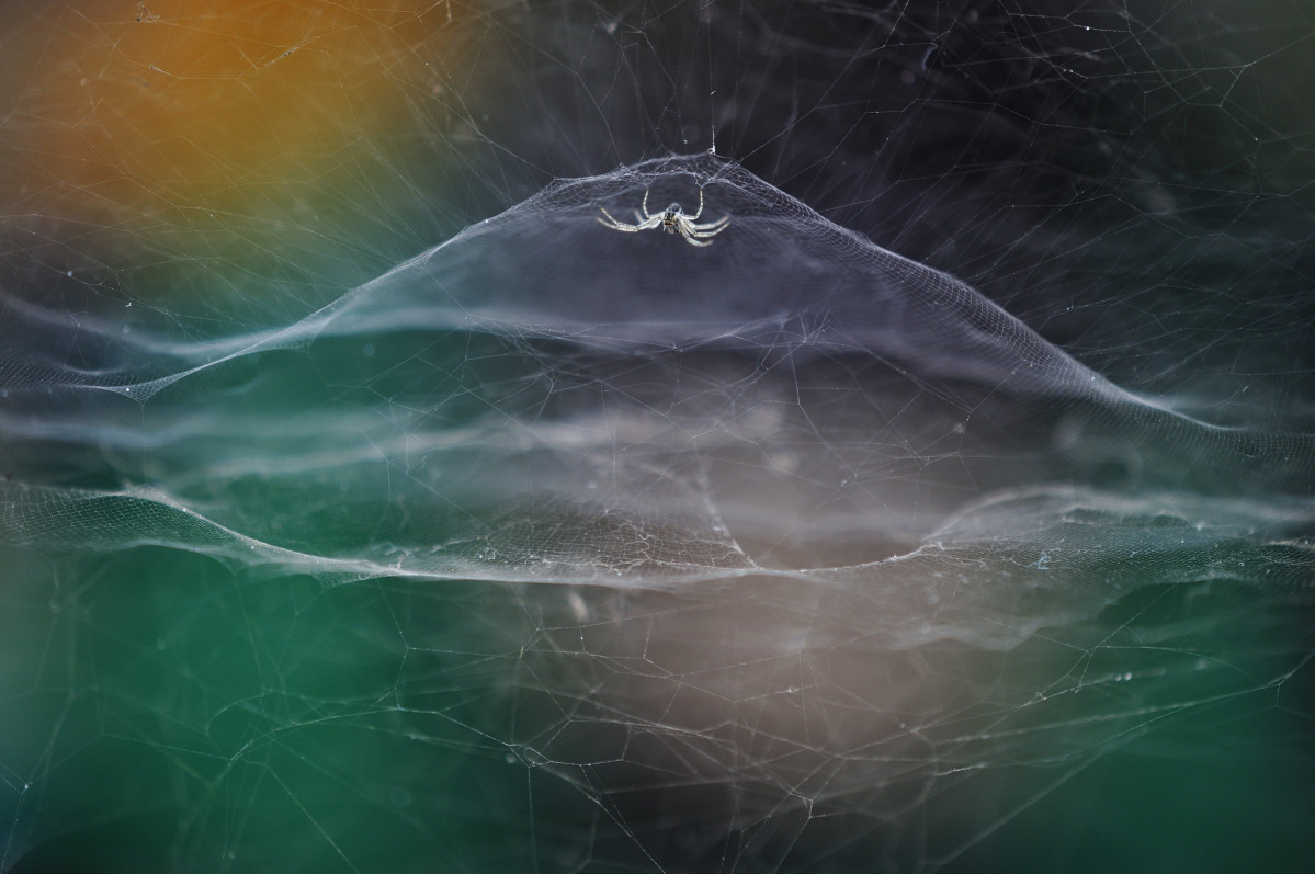 Fot. Vidyun R Hebbar, "Dome Home", zwycięzca sekcji Young Competition / Wildlife Photographer of the Year 2021 class="wp-image-1897877"