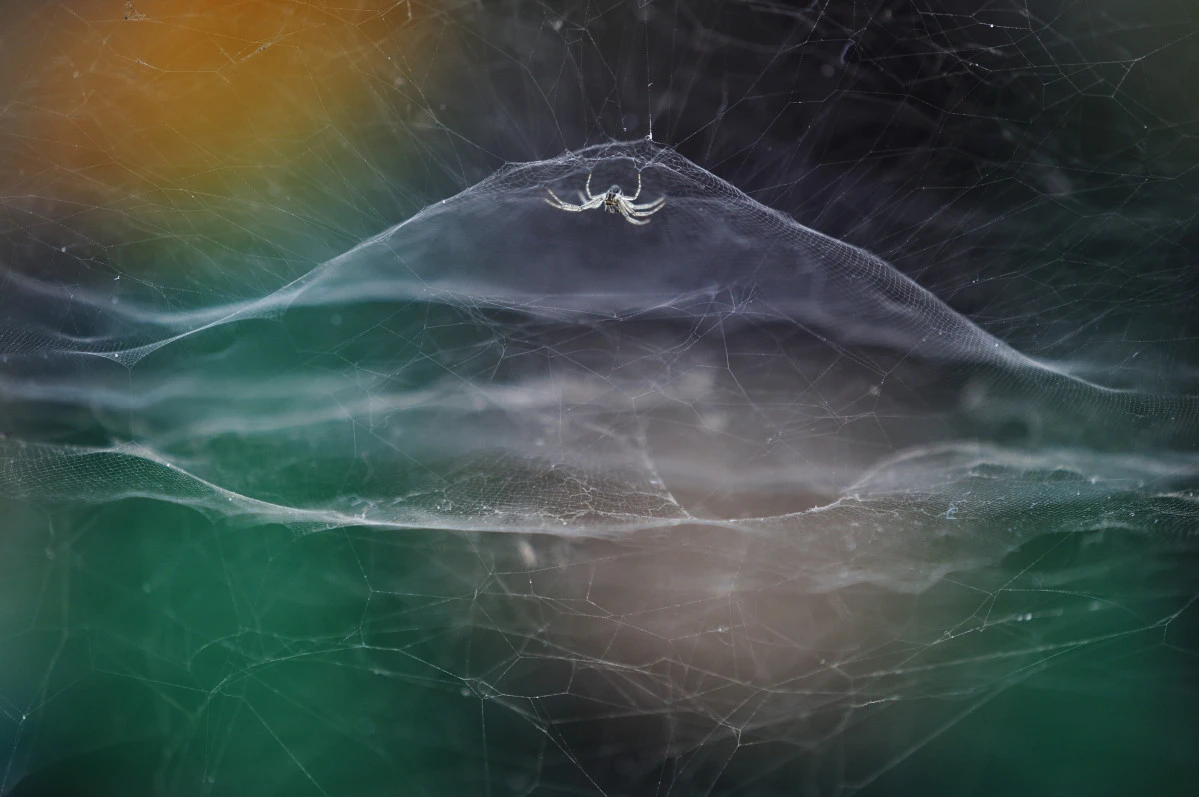 Fot. Vidyun R Hebbar, &quot;Dome Home&quot;, zwycięzca sekcji Young Competition / Wildlife Photographer of the Year 2021 class="wp-image-1897877" 