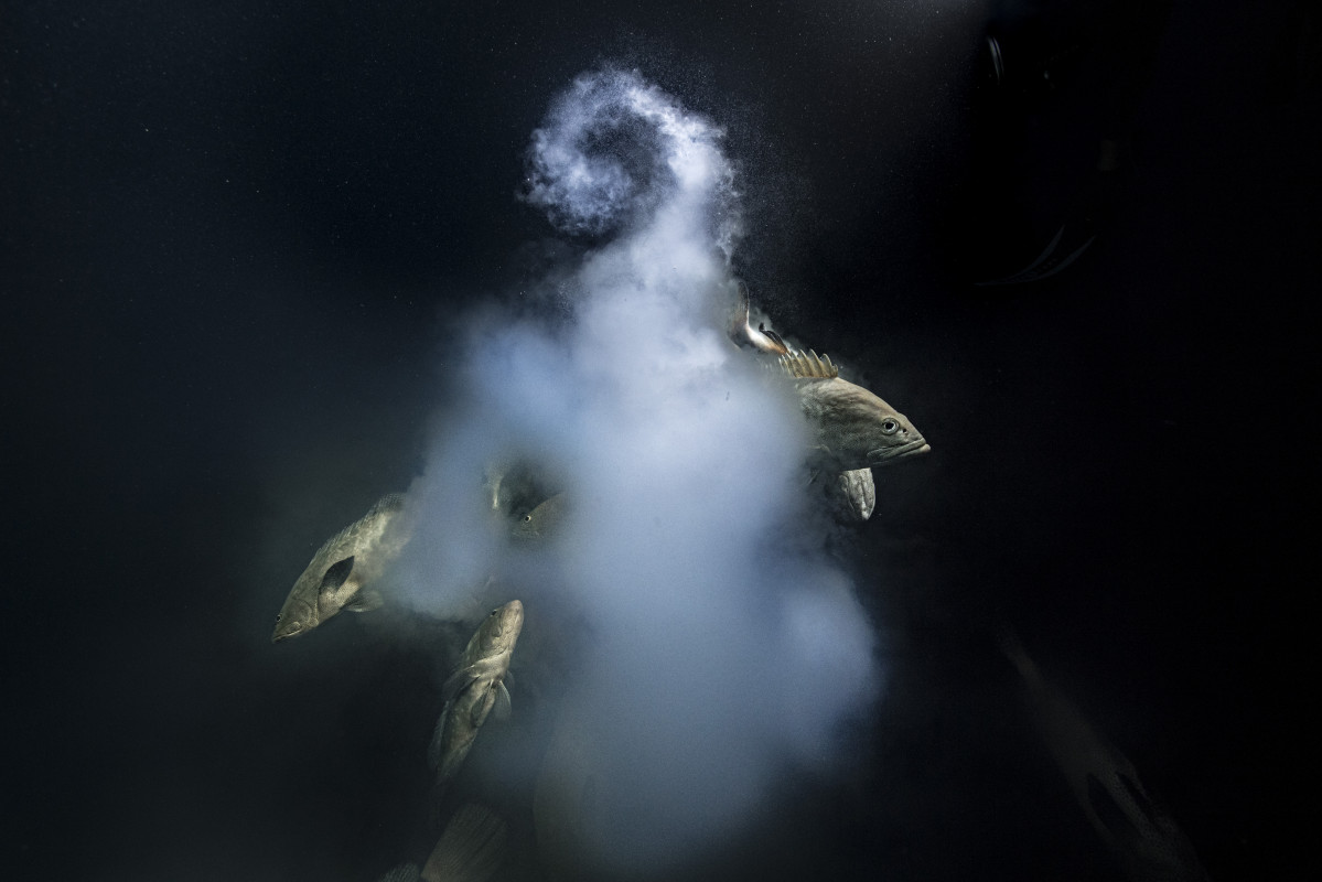 Fot. Laurent Ballesta, "Creation", główna nagroda w konkursie / Wildlife Photographer of the Year 2021 class="wp-image-1897880"