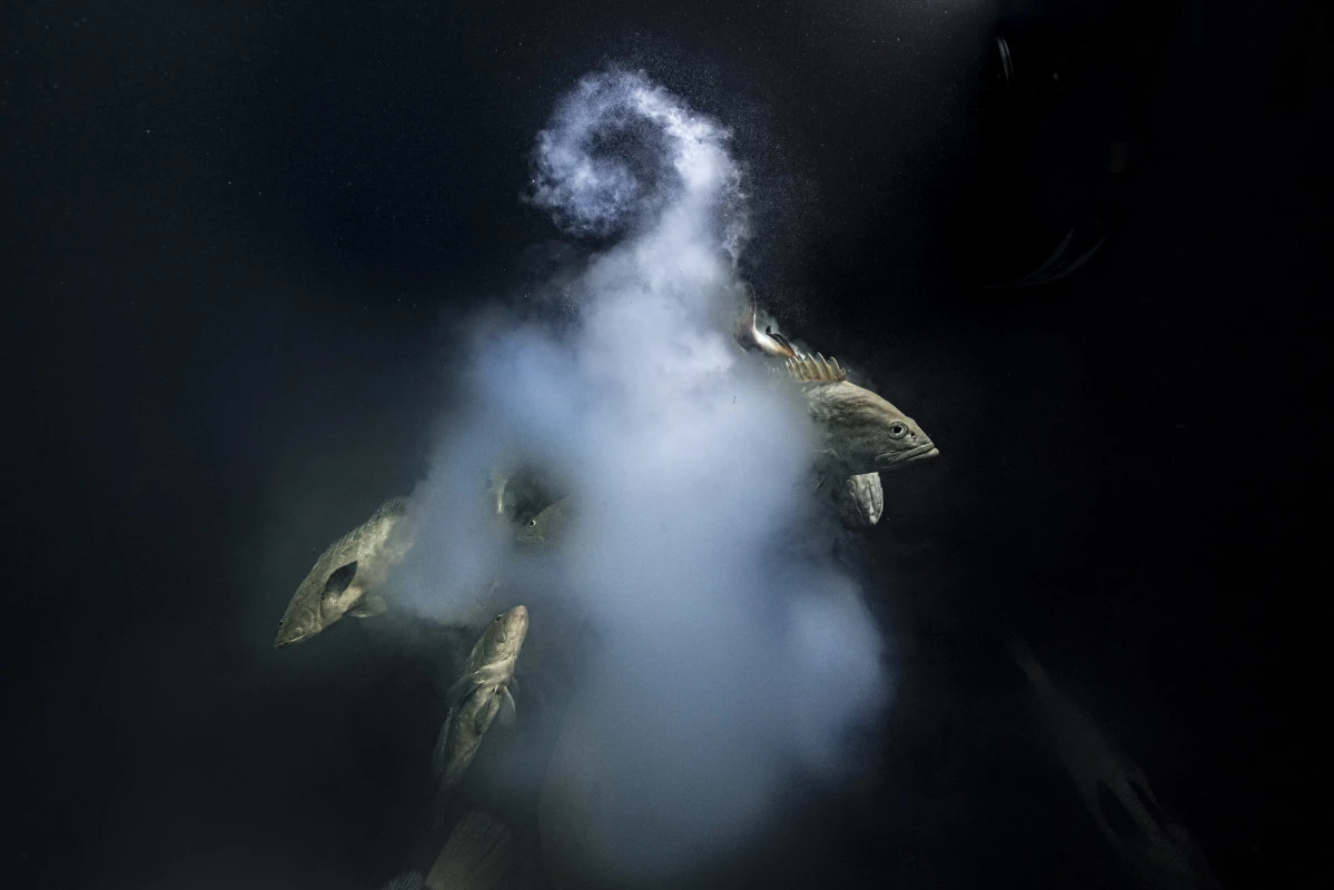 Fot. Laurent Ballesta, &quot;Creation&quot;, główna nagroda w konkursie / Wildlife Photographer of the Year 2021 class="wp-image-1897880" 