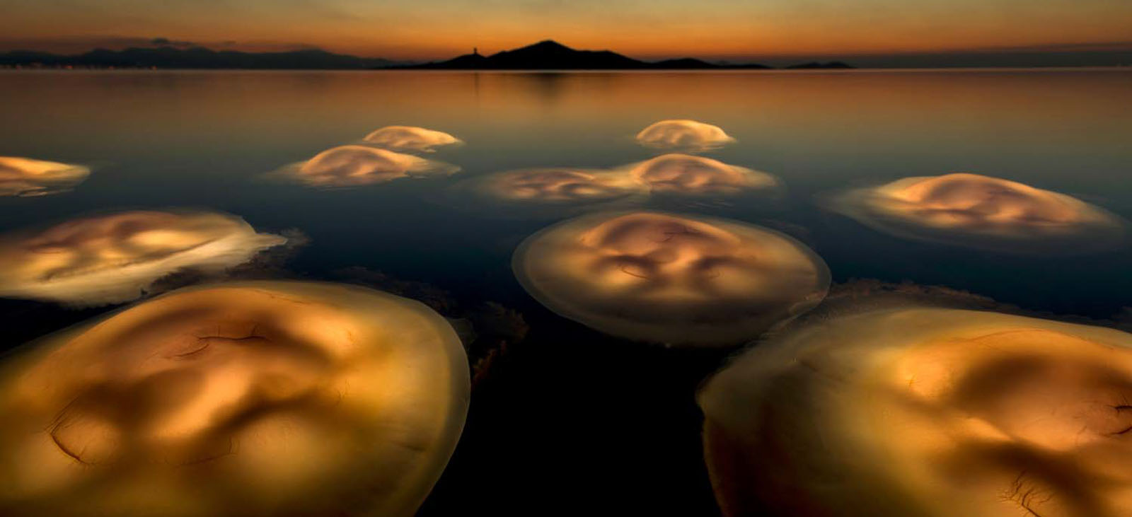 European Wildlife Photographer of the Year 2021. Zobacz zdjęcia
