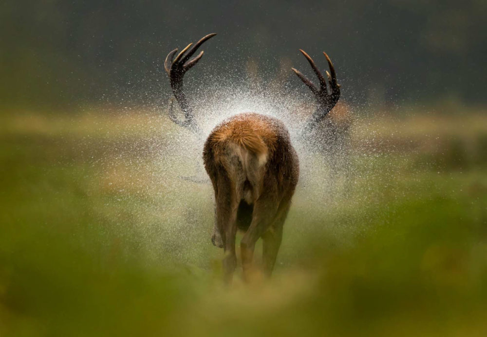 1. miejsce, kat. Mammals, fot. Danny Green | GDT Wildlife Photographer of the Year 2021 class="wp-image-1918304"