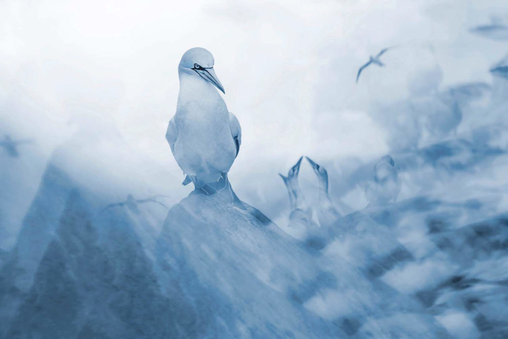 1. miejsce, kat. Nature’s Studio, fot. Francis de Andrés | GDT Wildlife Photographer of the Year 2021. class="wp-image-1918319"