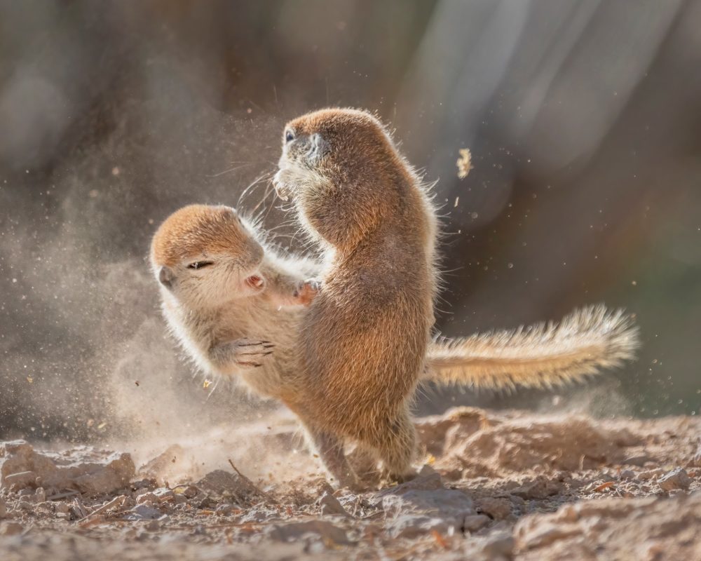 Fred Hazelhoff Portfolio Award, fot. Lea Lee Inoue / NPOTY 2021 class="wp-image-1985975"