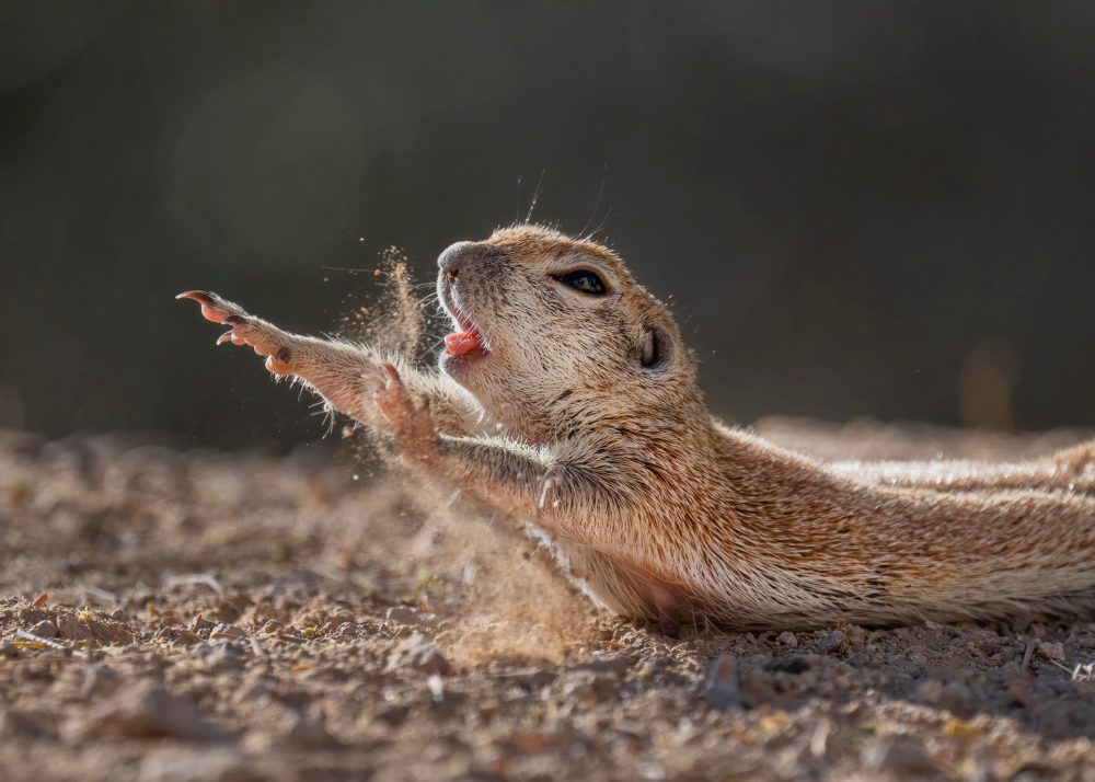 Fred Hazelhoff Portfolio Award, fot. Lea Lee Inoue / NPOTY 2021 class="wp-image-1985969"