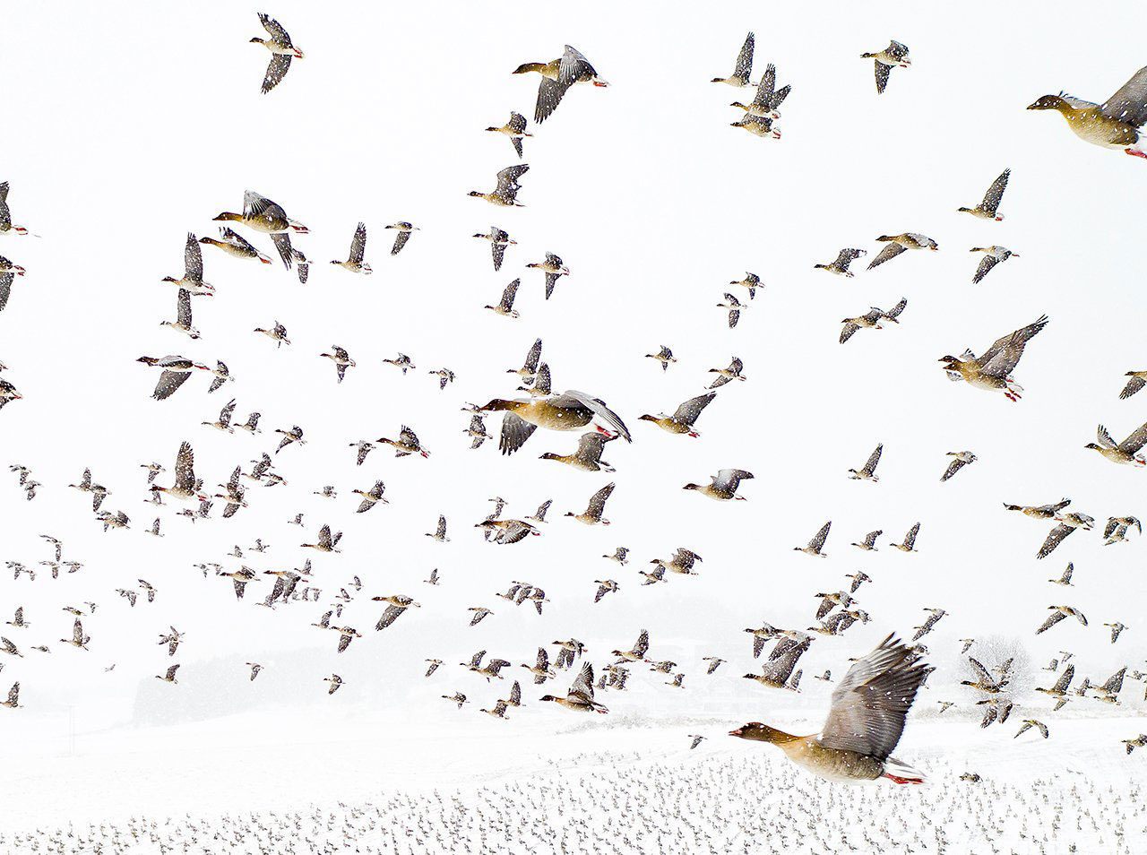 Tysiące gęsi i jeden dron. Zwycięskie zdjęcie Nature Photographer of the Year 2021 zachwyca