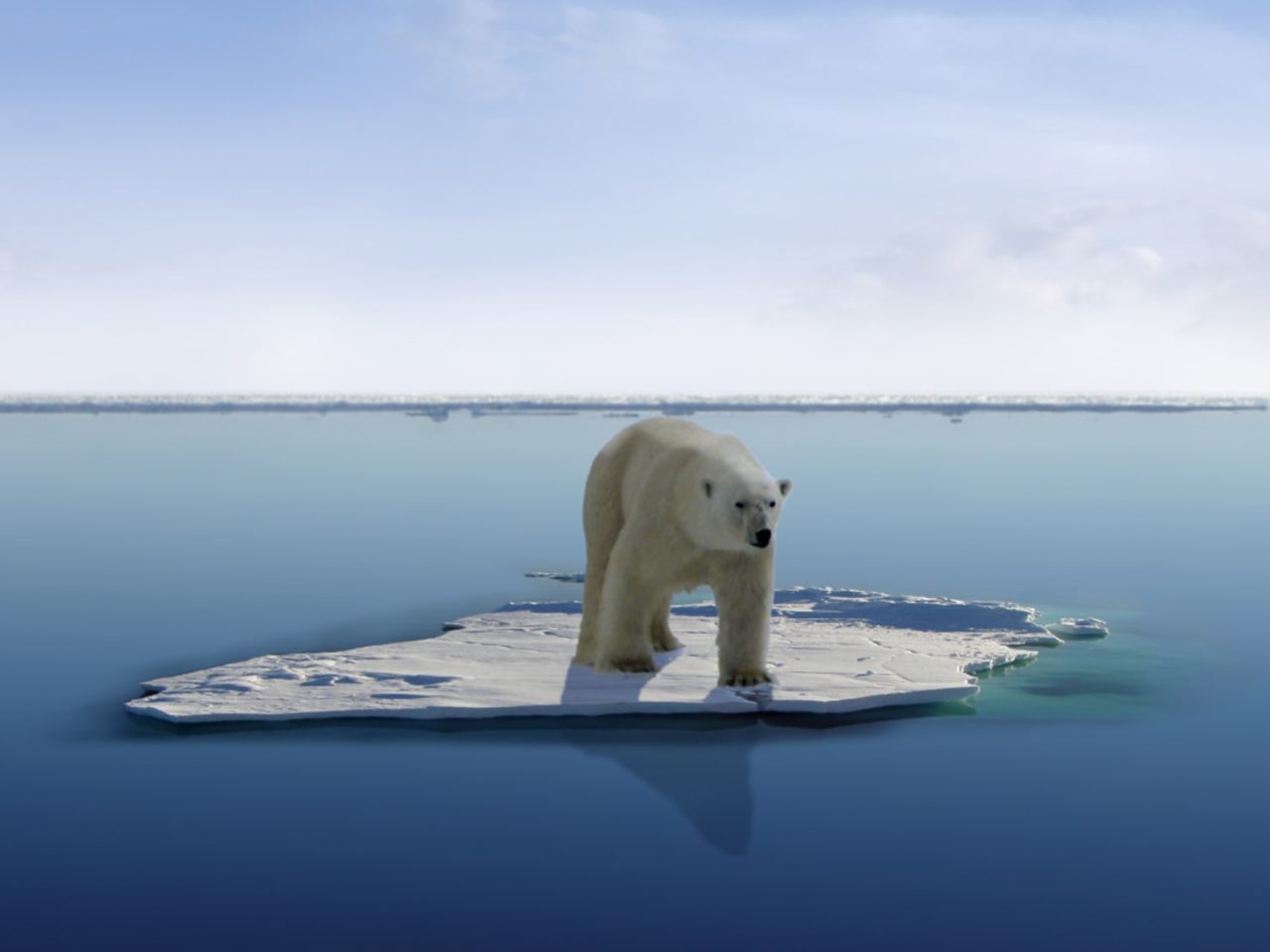 Niedźwiedzie polarne z Grenlandii znalazły sposób na przeżycie