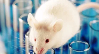 mysz laboratoryjna