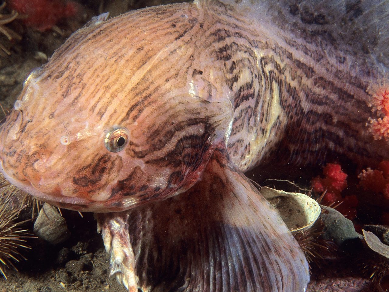 liparis gibbus