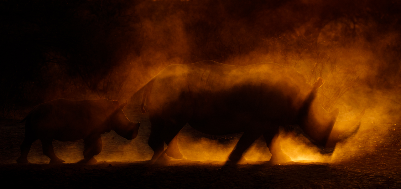 Wicemistrzostwo w kategorii „Ssaki". fot. James Gifford/NPOTY 2022. class="wp-image-3066489"