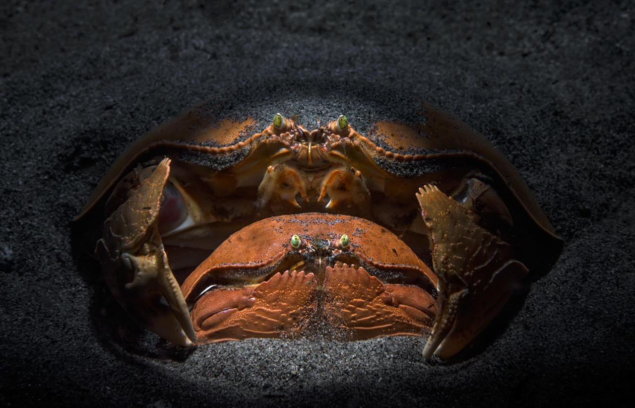 Highly commended w kategorii „Portrety zwierząt". Zdjęcie przedstawia parę krabów u wybrzeży Filipin, fot. Andrey Savin/NPOTY 2022 class="wp-image-3066495"