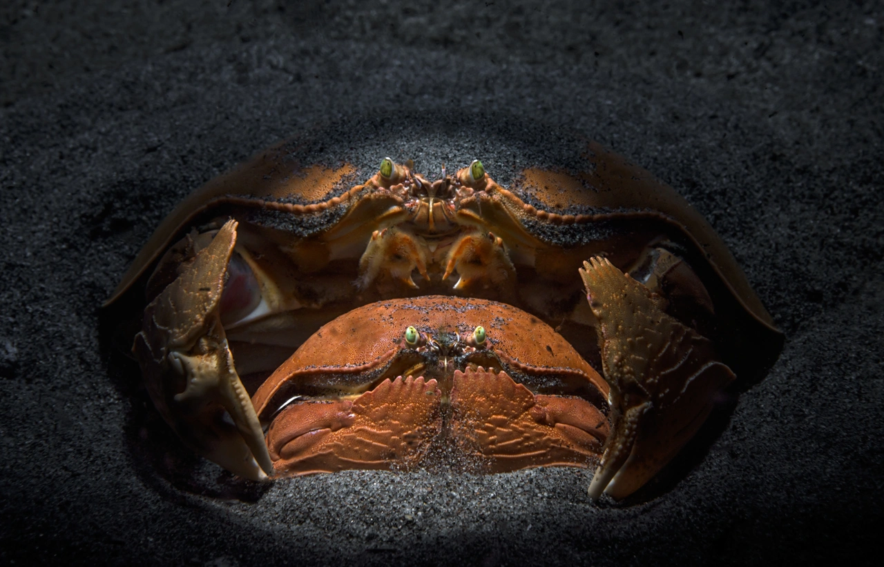 Highly commended w kategorii „Portrety zwierząt". Zdjęcie przedstawia parę krabów u wybrzeży Filipin, fot. Andrey Savin/NPOTY 2022 class="wp-image-3066495"