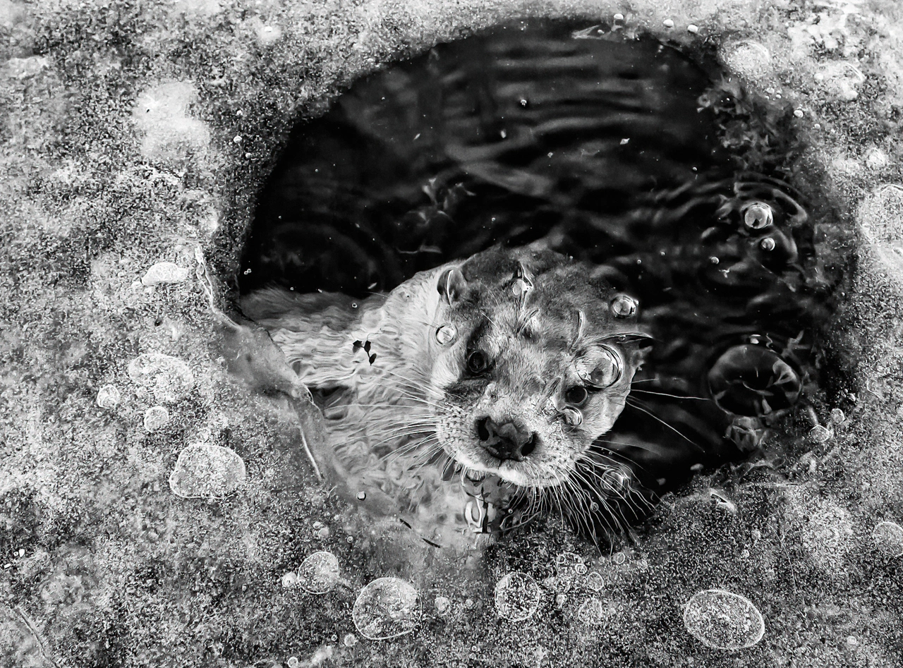 Zwycięzca w kategorii „Czarno-białe", fot. Ernst Dirksen/NPOTY 2022. class="wp-image-3066522"
