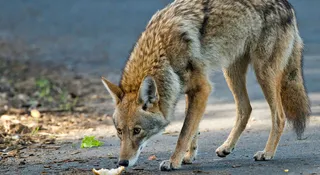 natura