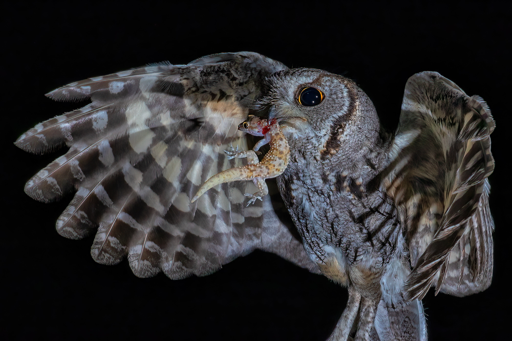 Fot. Bruce Taubert class="wp-image-3367721"