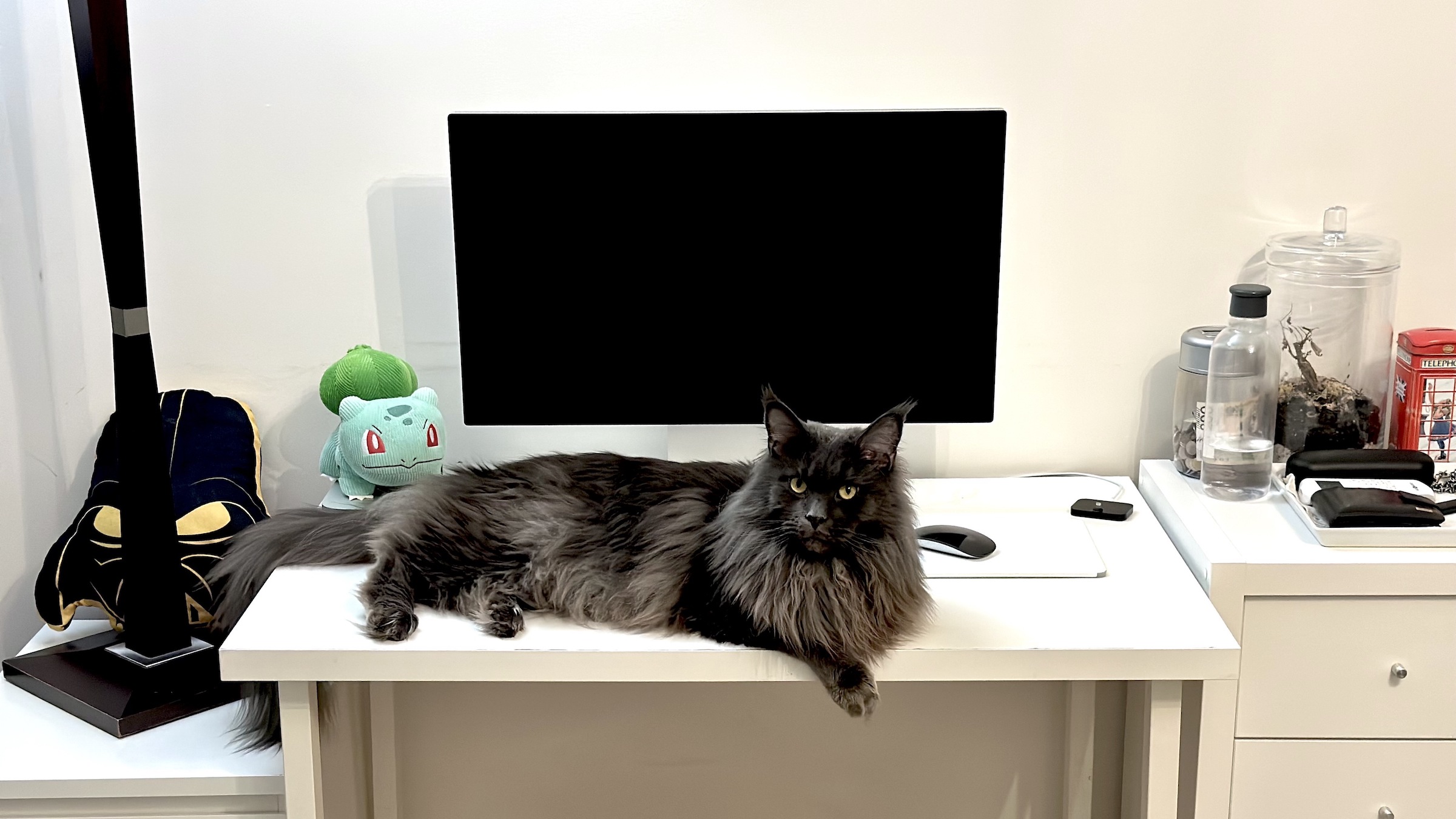 apple studio display kontra kot