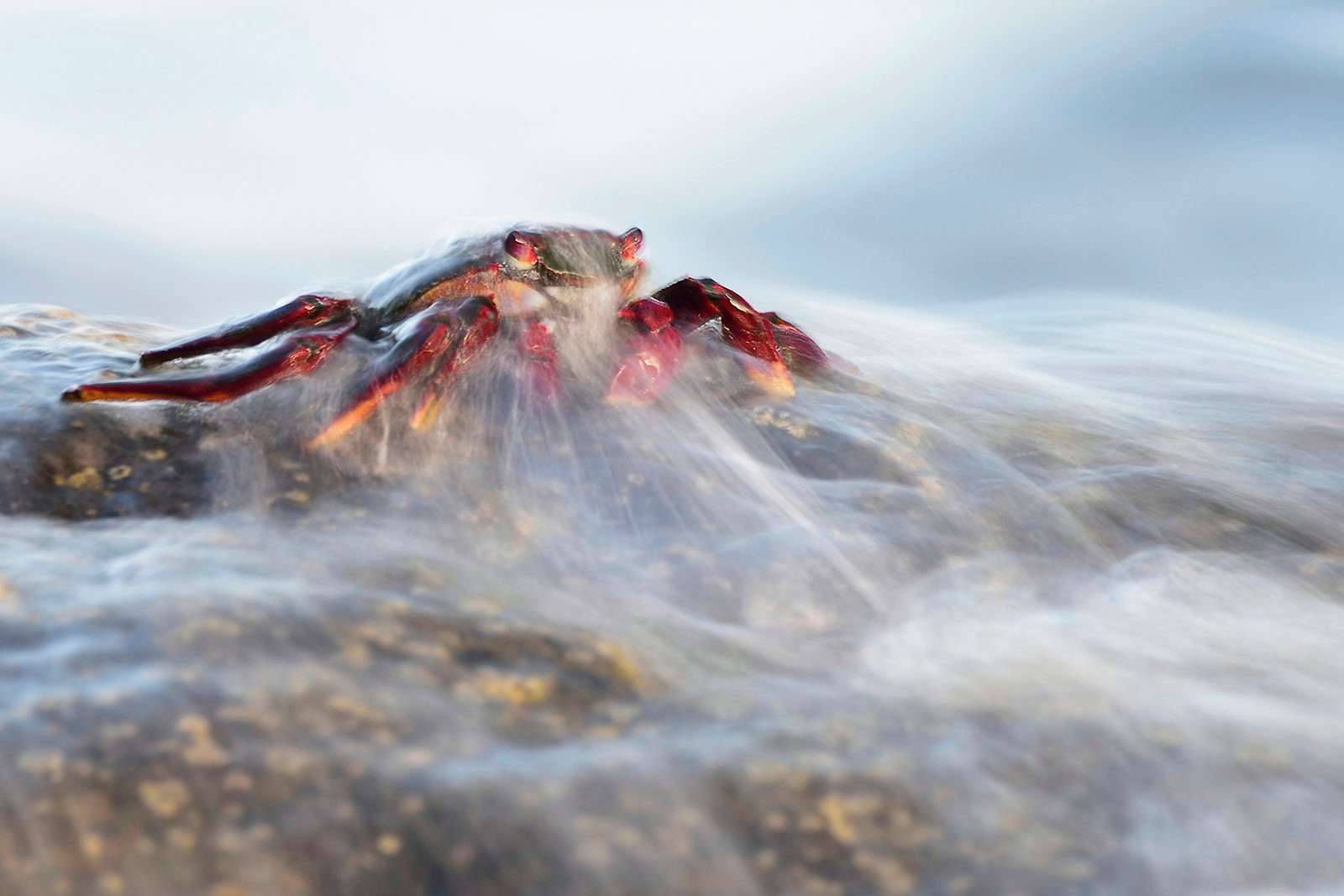 World Nature Photography Awards 2022 © Javier Herranz Casellas