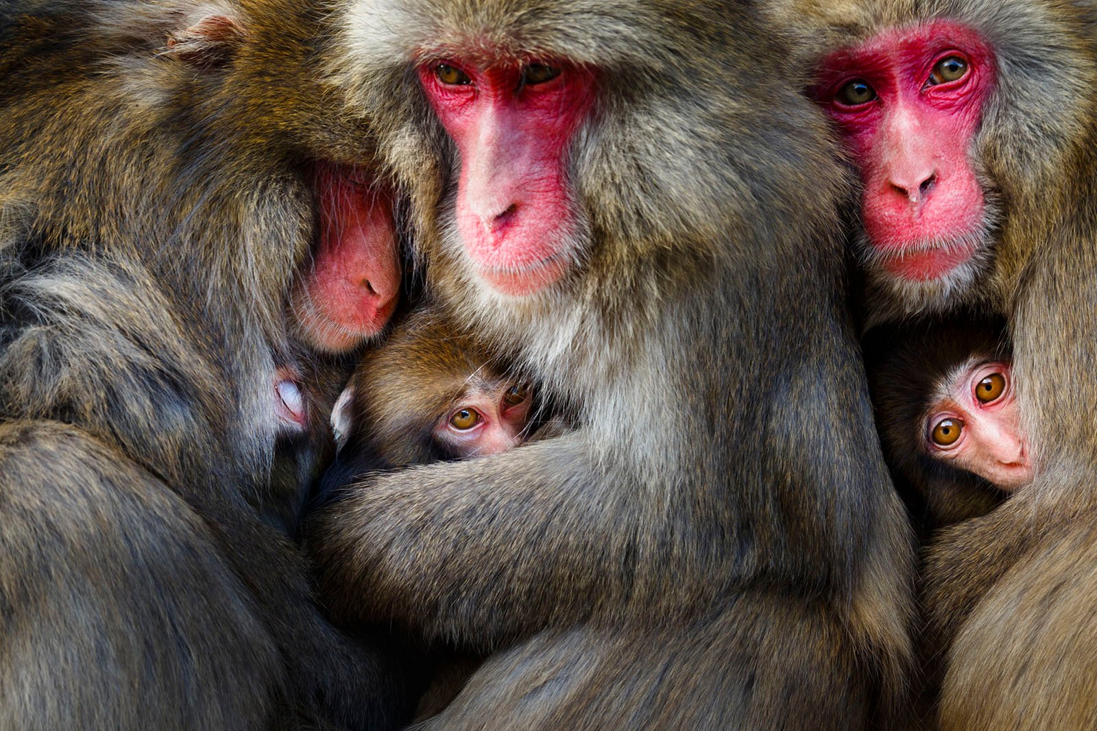 World Nature Photography Awards 2022 © Hidetoshi Ogata