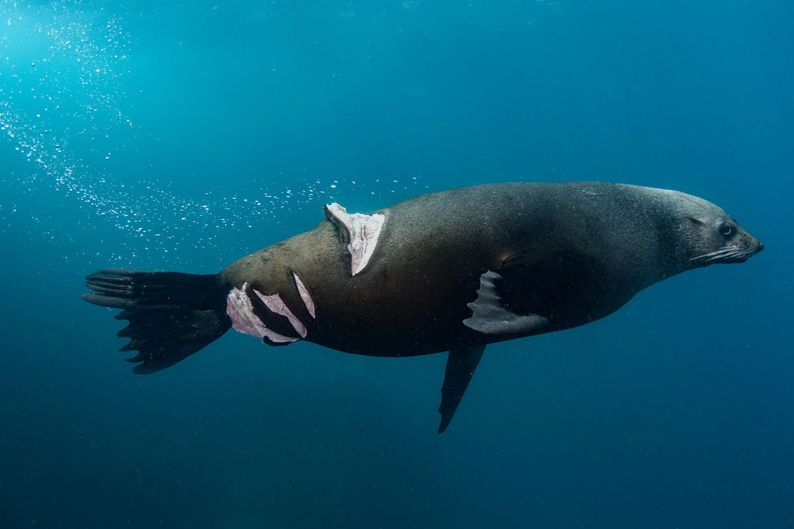 World Nature Photography Awards 2022 © Nicolas Remi