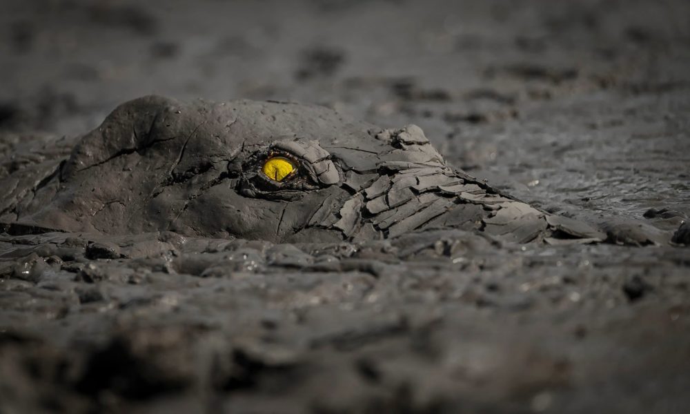 World Nature Photography Awards 2022 © Jens Cullmann