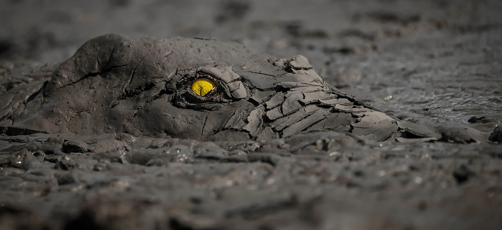 Krokodyl zastygł w błocie i wygrał World Nature Photography Awards 2022