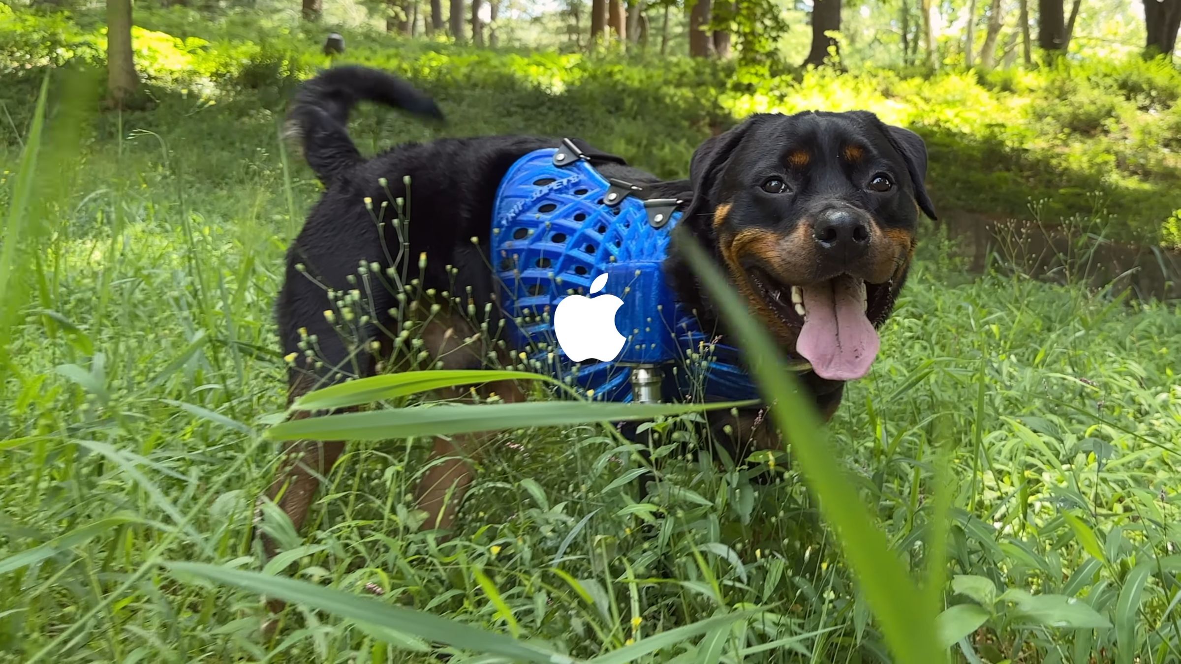 iPhone 14 Pro użyty do stworzenia protezy dla psów