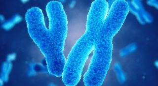 Naukowcy zsekwencjonowali chromosom Y