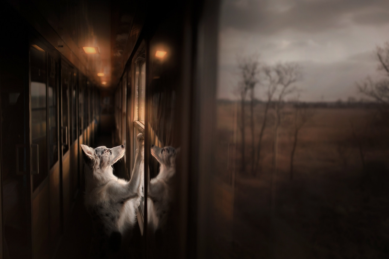 Fot. Alicja Zmysłowska, &quot;Distance that took you away&quot;, wyróżnienie w kat. Journeys &amp; Adventures / Siena International Photo Awards 2023. 
