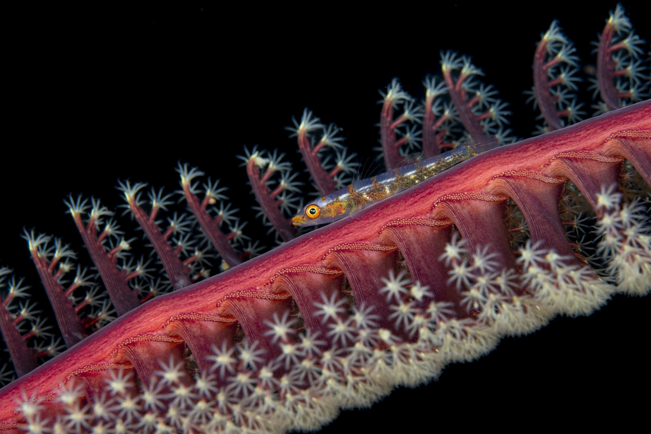 Fot. Wojtek Męczyński, &quot;Feather home&quot;, wyróżnienie w kat. Underwater Life / Siena International Photo Awards 2023 