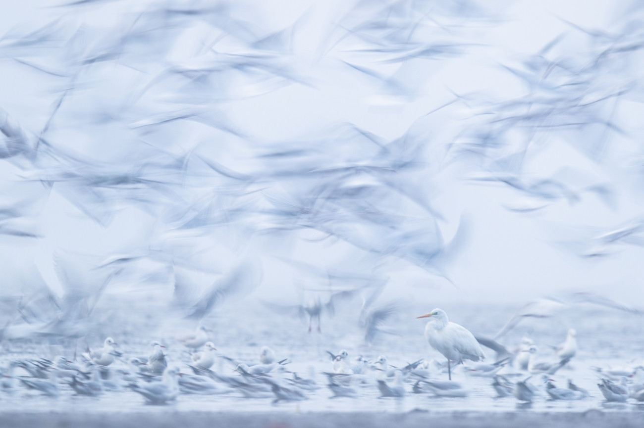 Fot. Mateusz Piesiak, &quot;Calmness&quot;, wyróżnienie w kat. Animals in their Environment / Siena International Photo Awards 2023. 