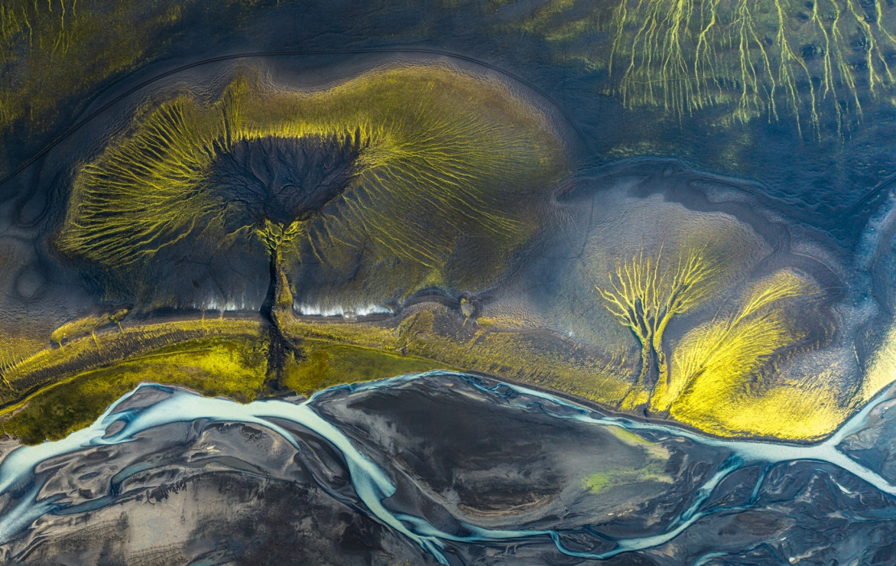 Fot. Marek Biegalski, &quot;Arctic Forest&quot;, wyróżnienie w kat. The Beauty of Nature / Siena International Photo Awards 2023. 