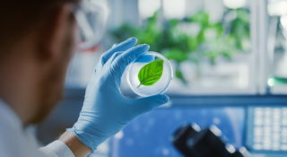 Modyfikowane genetycznie drzewa rosną jak szalone i pochłaniają mnóstwo CO2. To nowy bat na zmiany klimatyczne?