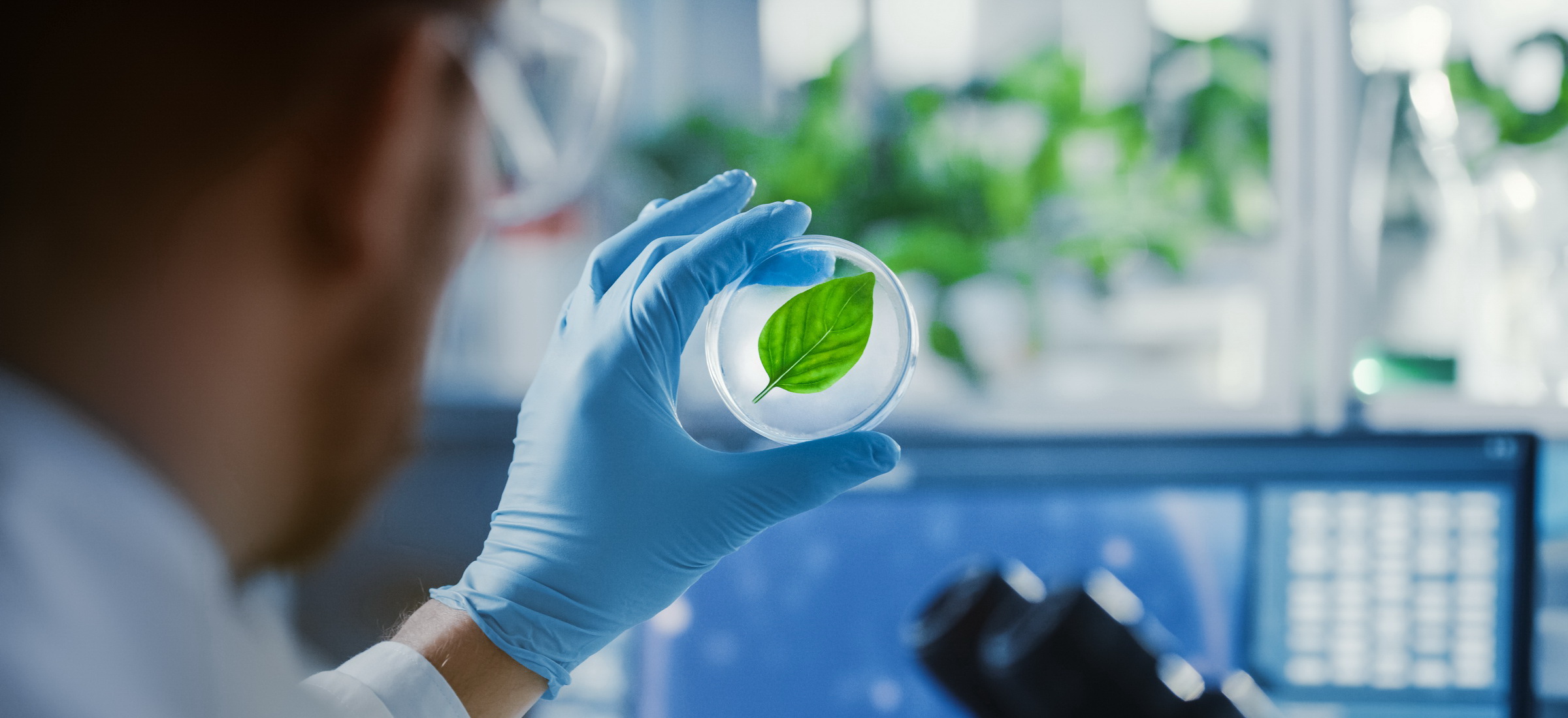 Modyfikowane genetycznie drzewa rosną jak szalone i pochłaniają mnóstwo CO2. To nowy bat na zmiany klimatyczne?