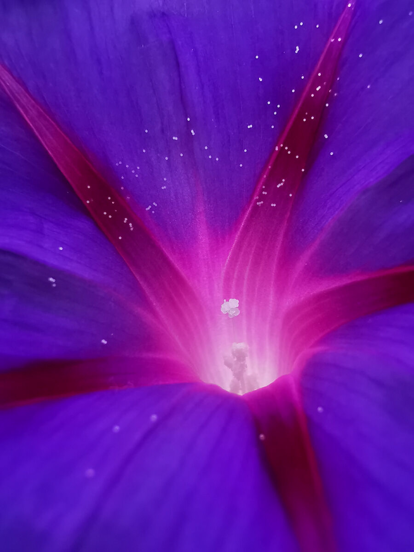 Fot. Betsy Lorena Ramirez Gallego (Kolumbia) „Violeta Cósmica" | HUAWEI P30 Pro