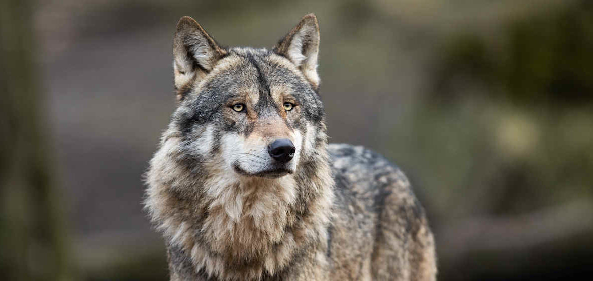 Czemu wilk tak wyje w księżycową noc? Odpowie nam sztuczna inteligencja