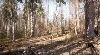 Patrzę na piękny las w Unreal Engine 5,3 i… nie, to wciąż jeszcze nie to