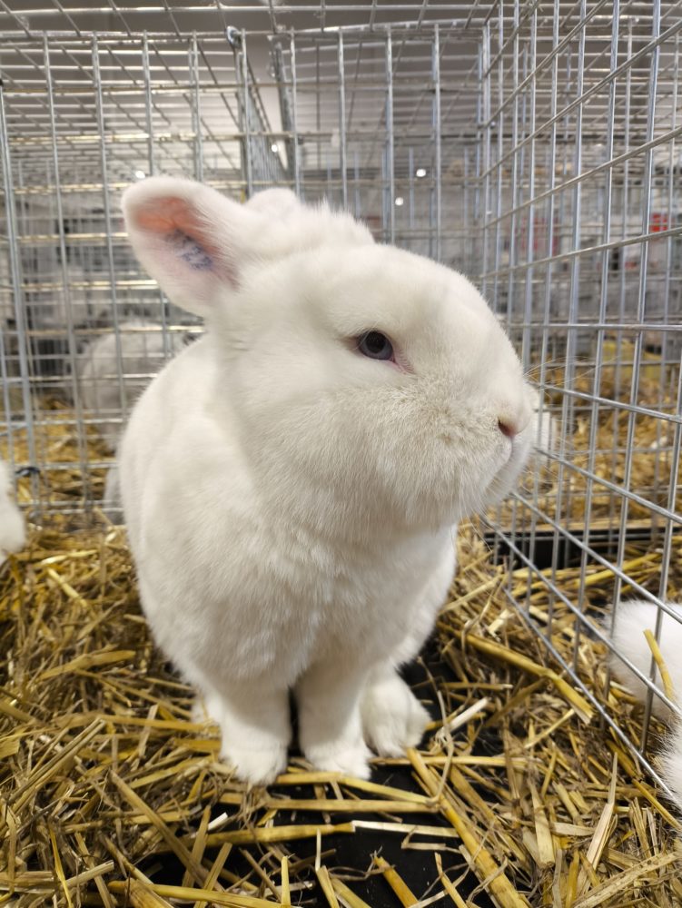 https://ocs-pl.oktawave.com/v1/AUTH_2887234e-384a-4873-8bc5-405211db13a2/spidersweb/2024/04/POCO_X6_PRO_TEST_APARAT-4-751x1000.jpg