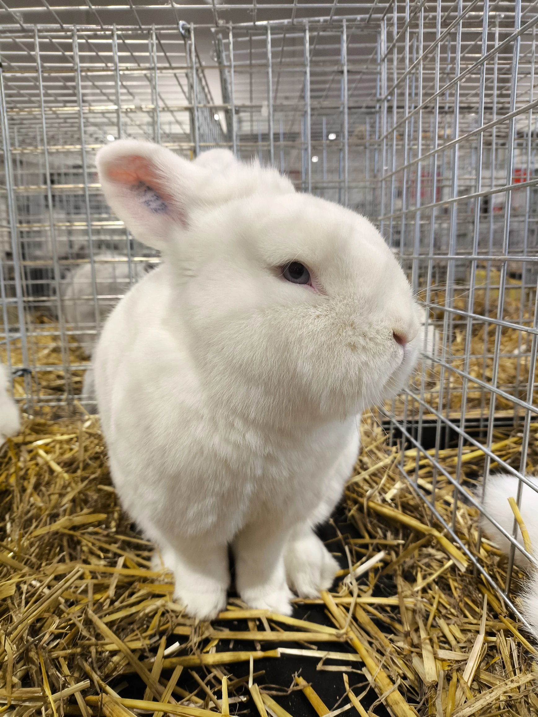 https://ocs-pl.oktawave.com/v1/AUTH_2887234e-384a-4873-8bc5-405211db13a2/spidersweb/2024/04/POCO_X6_PRO_TEST_APARAT-4.jpg