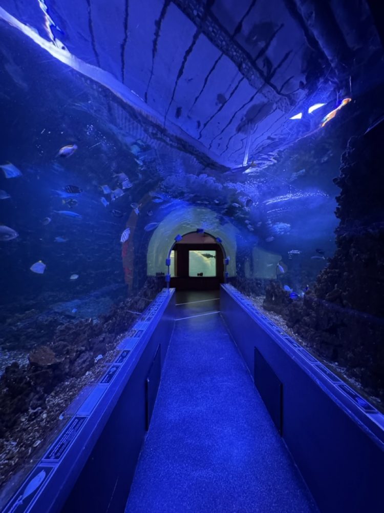 iPhone 15 Pro Max (13 mm, f/2.2)