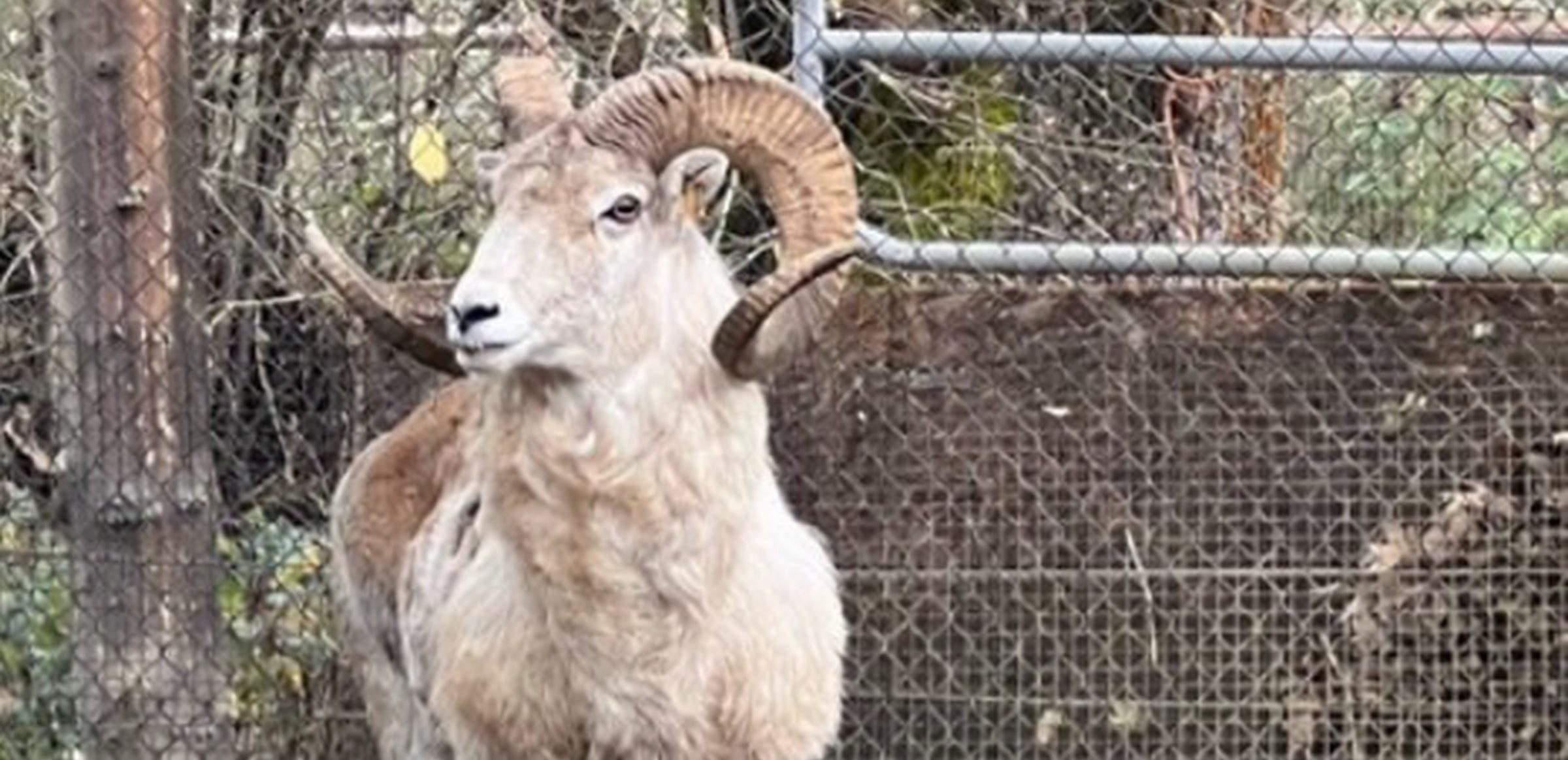 Sklonował owcę - gigantkę. Zarabiał na myśliwych, którzy na nią polowali