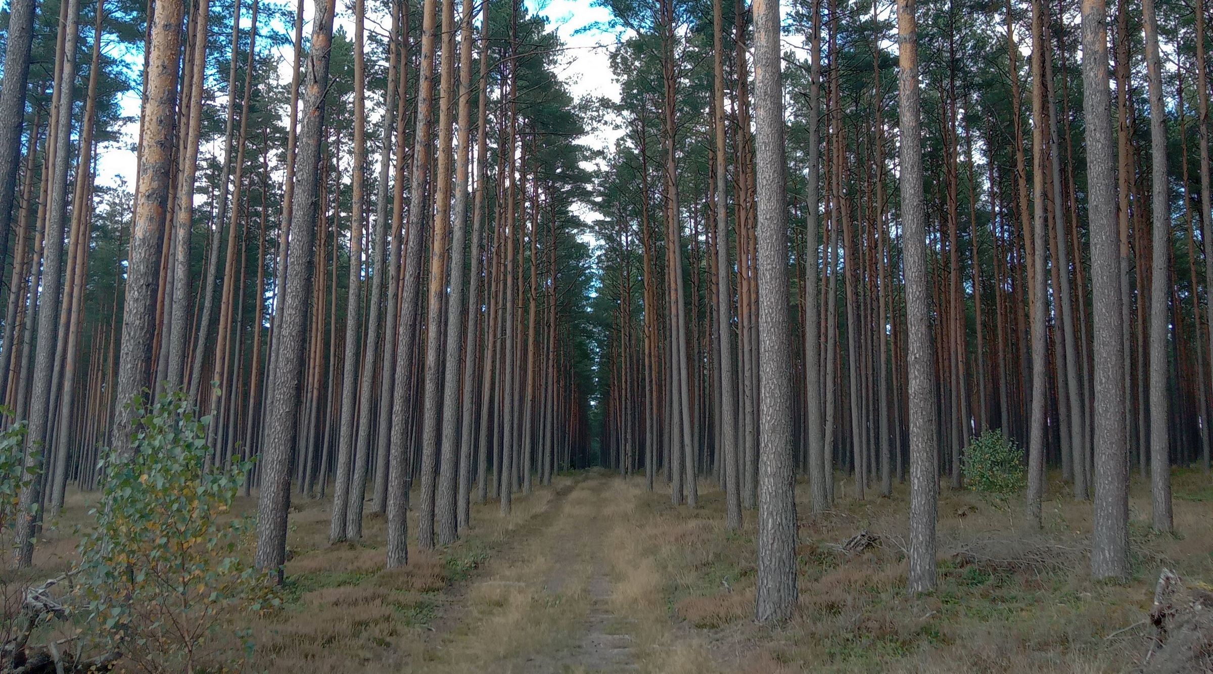 Europejskie lasy wędrują na zachód. Polskie też. Powód? Nie, nie zmiany klimatu