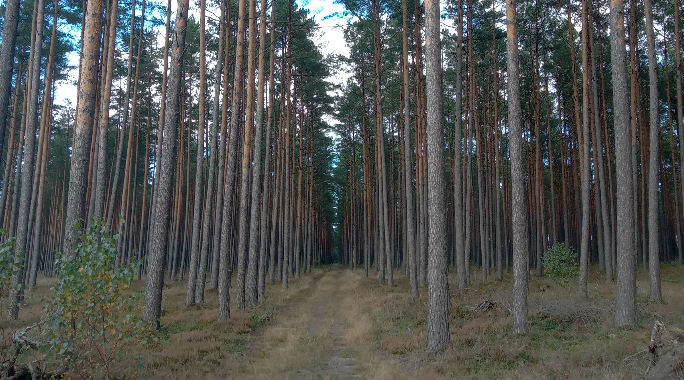 Europejskie lasy wędrują na zachód. Polskie też. Powód? Nie, nie zmiany klimatu
