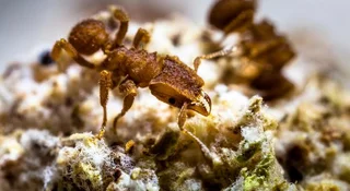 Te mrówki hodują grzyby. Ma to związek z dinozaurami