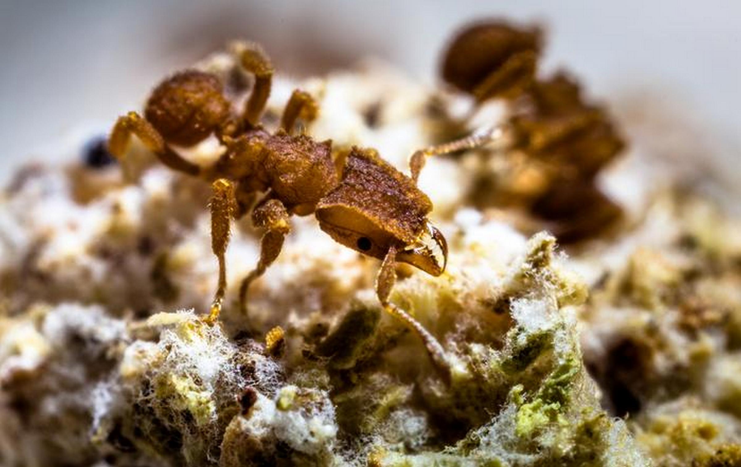 Te mrówki hodują grzyby. Ma to związek z dinozaurami