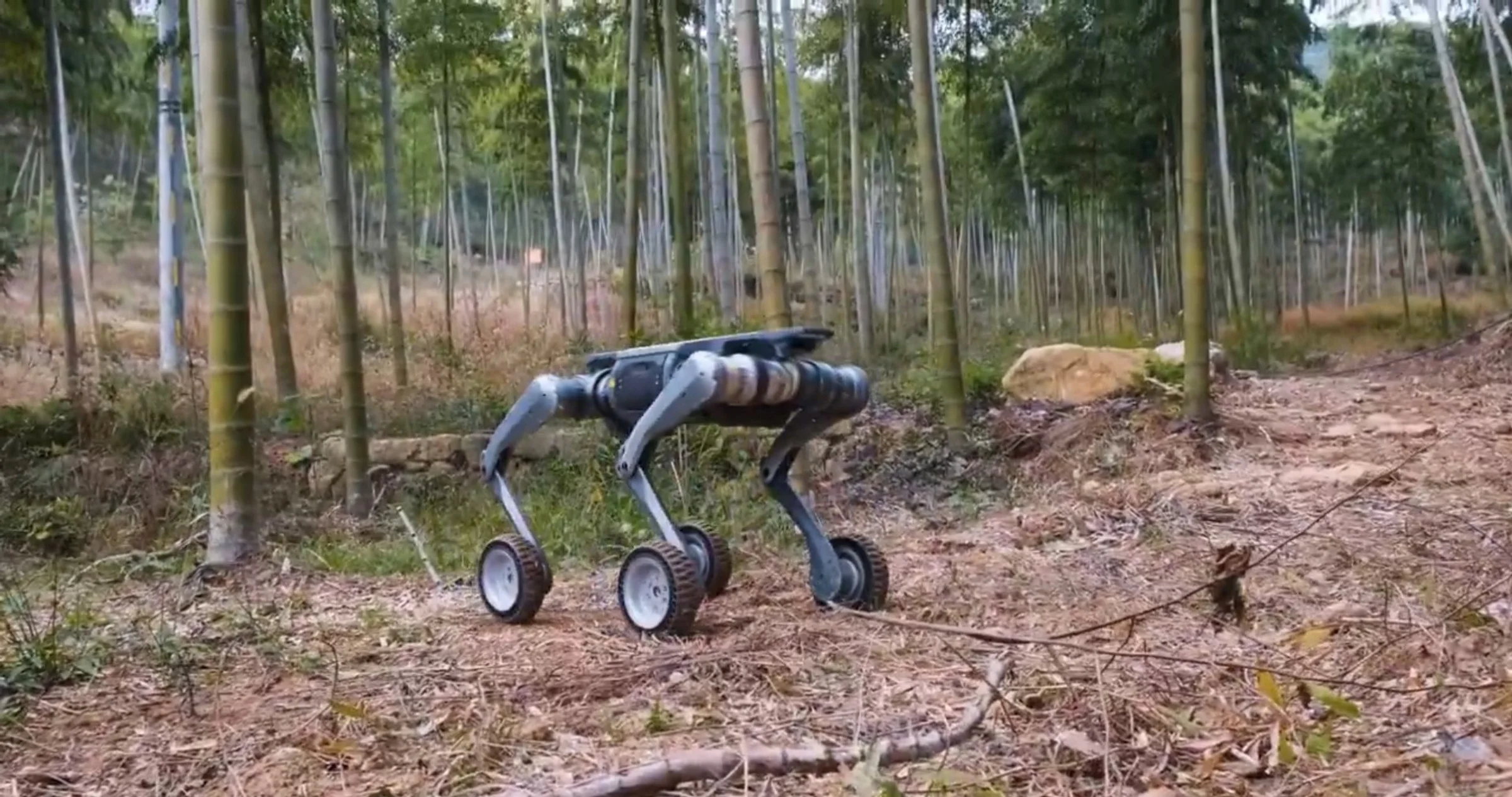 Chiny chwalą się robotami-wilkami. Są uzbrojone i potrafią działać w stadzie