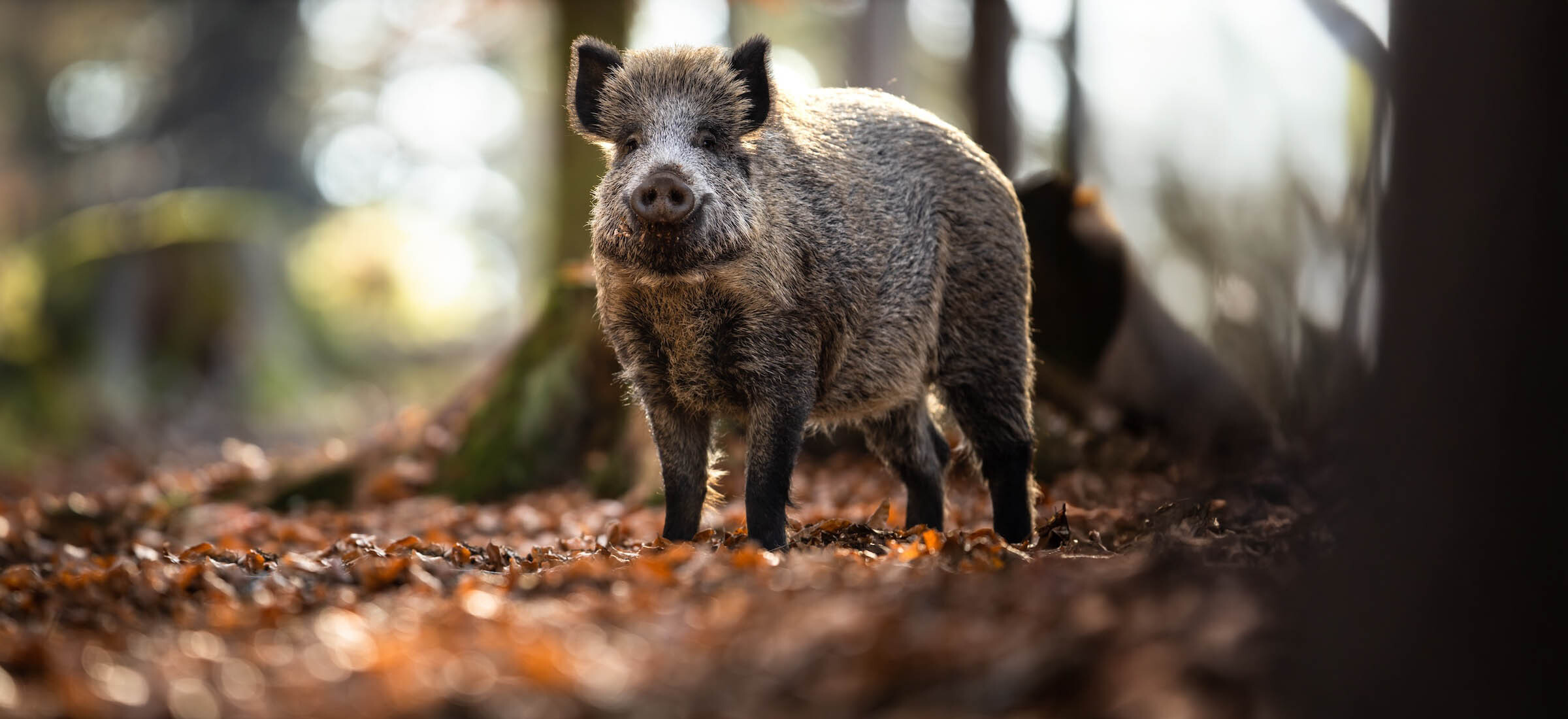 Bałem się wyjść z domu, bo myśliwi strzelali pod moimi oknami. Zwierzęta uciekały w popłochu
