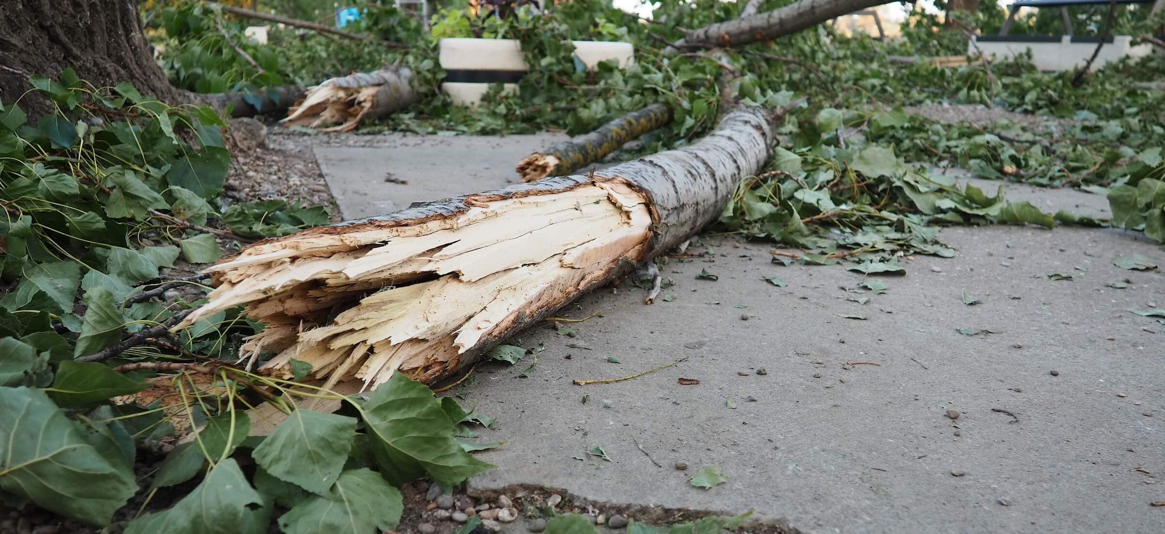 Muszą wieszać ostrzeżenia przed wejściem do parku. Tak w praktyce dotykają nas zmiany klimatu