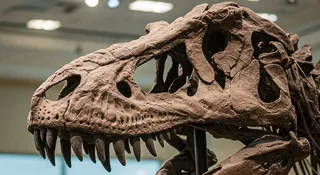 Odkryto podziemne fale. To ślady tsunami, które zakończyło erę dinozaurów