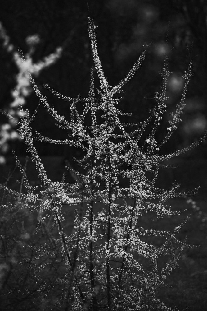 Canon R8, ISO-400, 105mm, f/3.2, 1/500 s., zdjęcie obrobione