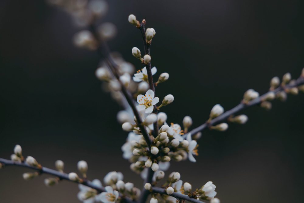 Canon R8, ISO-400, 105mm, f/2.8, 1/500 s., zdjęcie obrobione